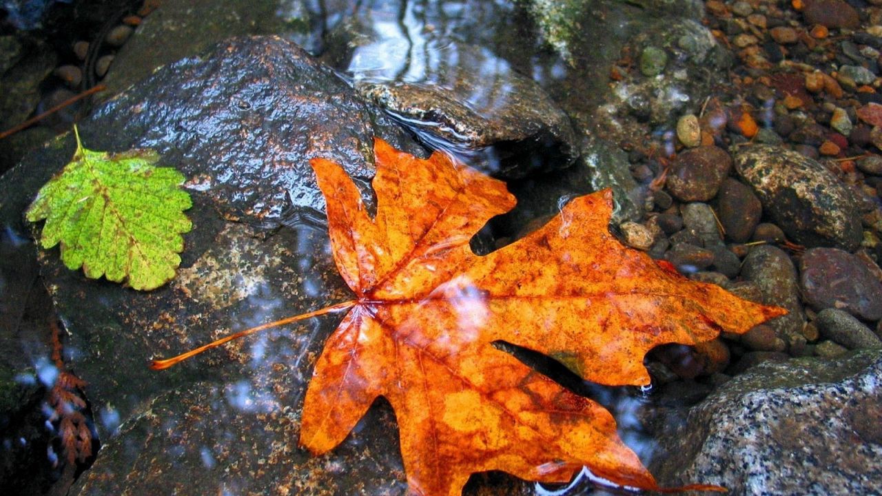 Wallpaper maple, leaf, water, wet
