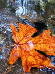 Preview wallpaper maple, leaf, water, wet