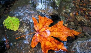 Preview wallpaper maple, leaf, water, wet