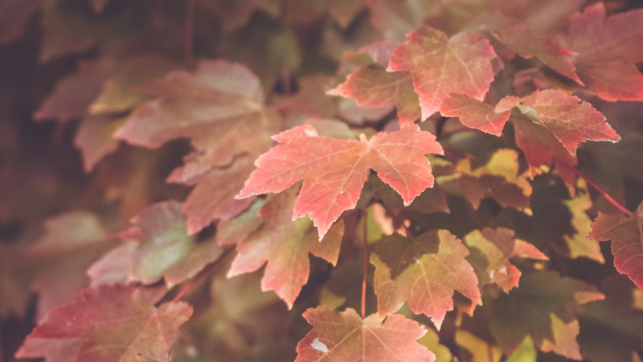 Wallpaper maple, leaves, autumn, maple leaves