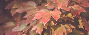 Preview wallpaper maple, leaves, autumn, maple leaves