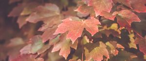 Preview wallpaper maple, leaves, autumn, maple leaves