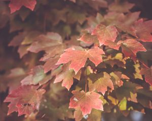 Preview wallpaper maple, leaves, autumn, maple leaves