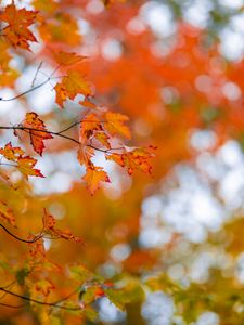 Preview wallpaper maple, leaves, autumn, branch, blur