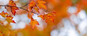 Preview wallpaper maple, leaves, autumn, branch, blur