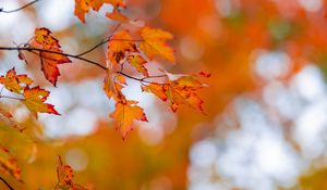 Preview wallpaper maple, leaves, autumn, branch, blur