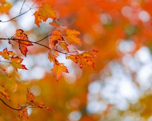 Preview wallpaper maple, leaves, autumn, branch, blur