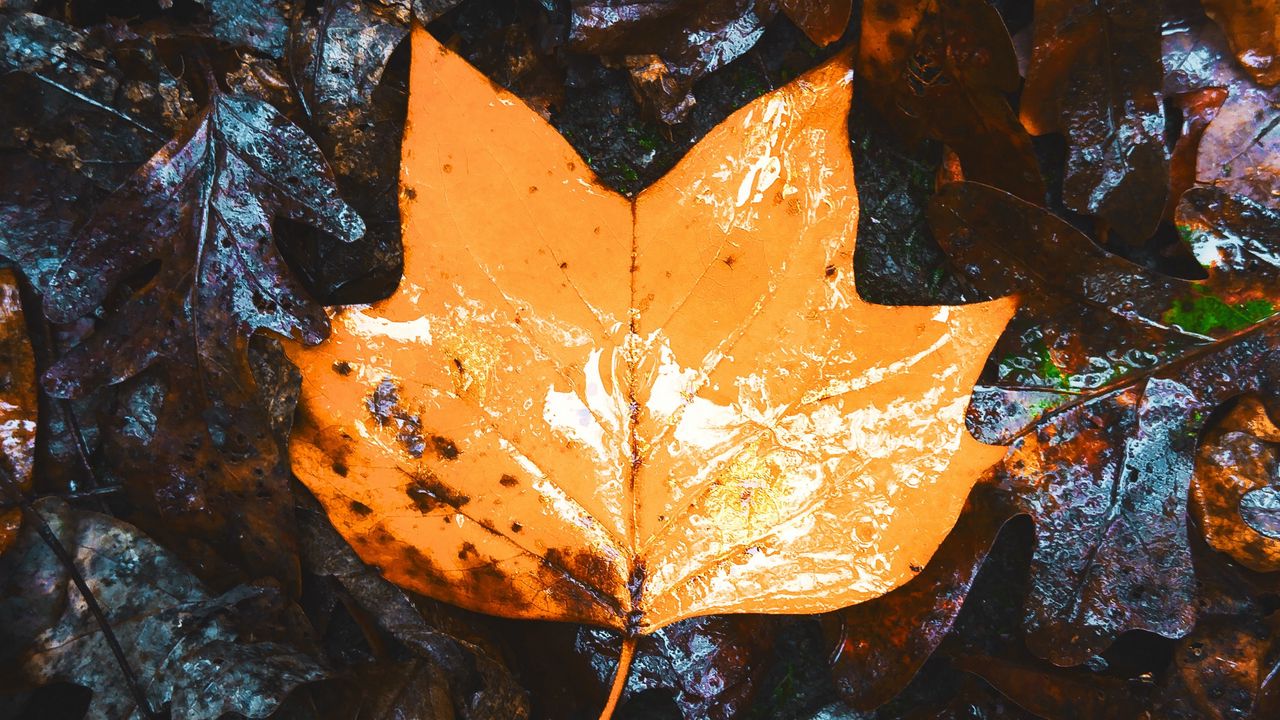 Wallpaper maple, leaves, autumn, dry, wet