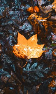 Preview wallpaper maple, leaves, autumn, dry, wet