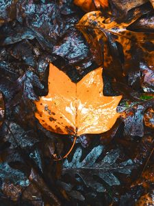 Preview wallpaper maple, leaves, autumn, dry, wet