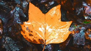 Preview wallpaper maple, leaves, autumn, dry, wet