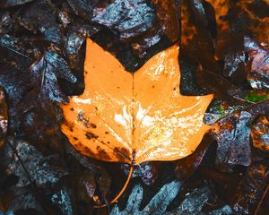 Preview wallpaper maple, leaves, autumn, dry, wet