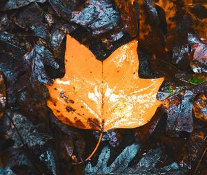 Preview wallpaper maple, leaves, autumn, dry, wet
