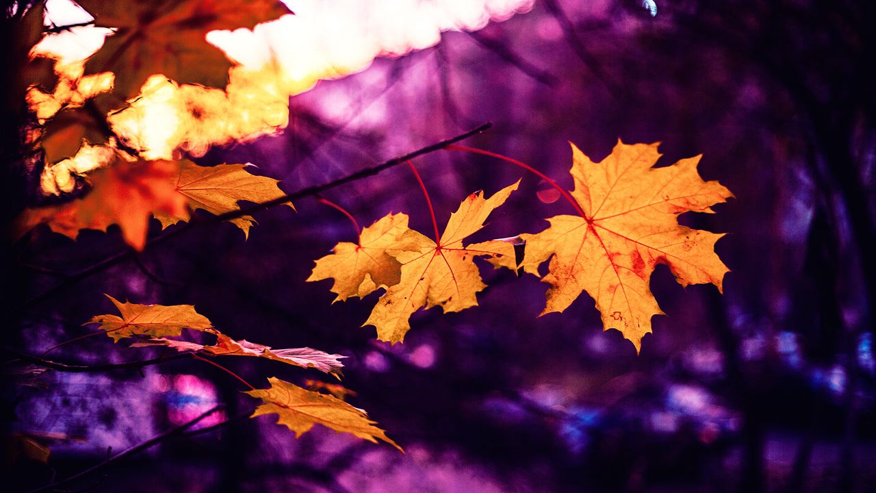 Wallpaper maple, leaves, autumn, blur