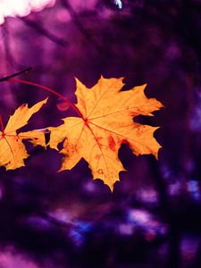 Preview wallpaper maple, leaves, autumn, blur