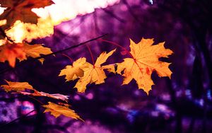 Preview wallpaper maple, leaves, autumn, blur