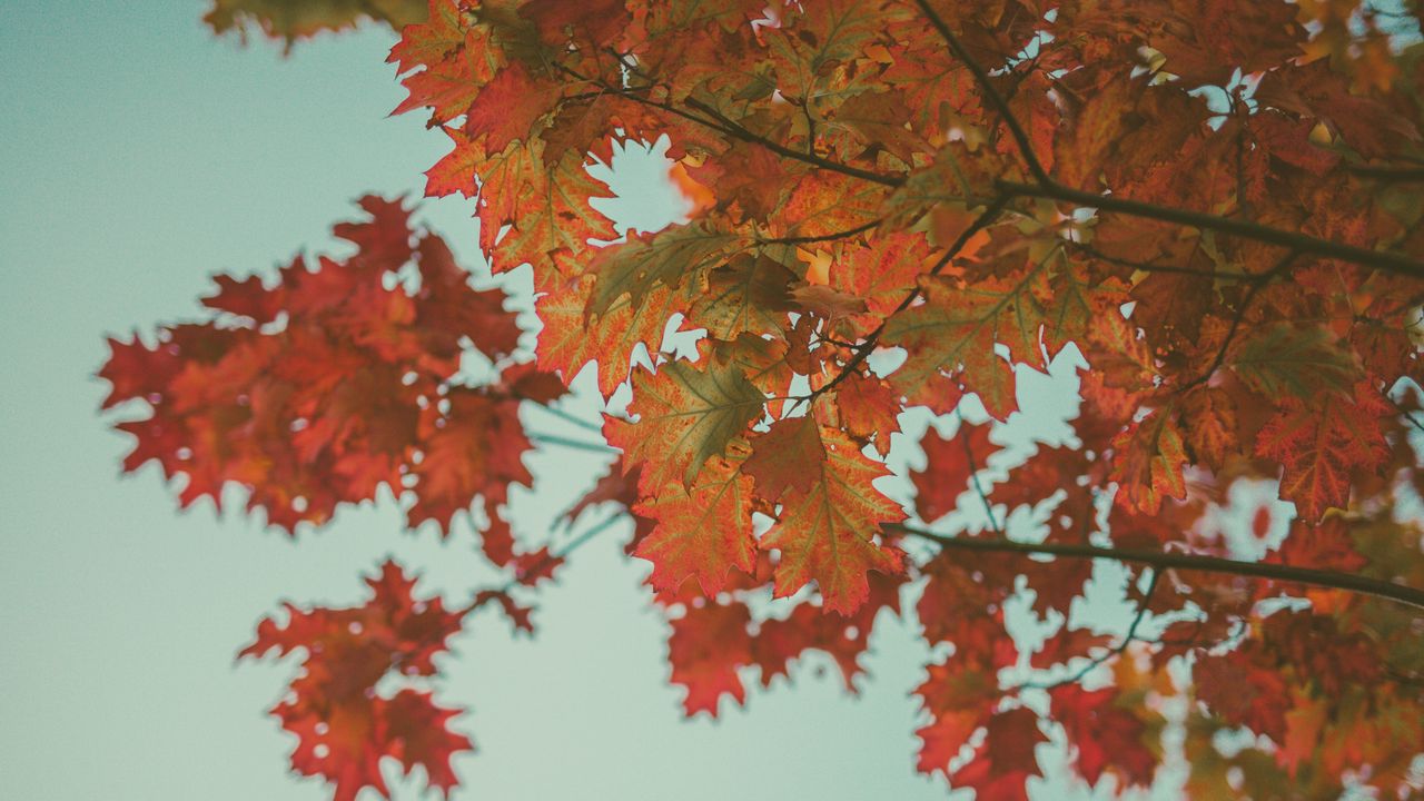 Wallpaper maple, leaves, autumn, red, branches