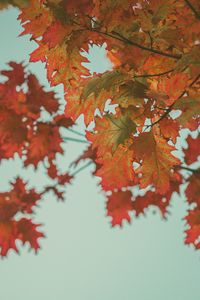 Preview wallpaper maple, leaves, autumn, red, branches