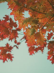 Preview wallpaper maple, leaves, autumn, red, branches