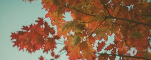 Preview wallpaper maple, leaves, autumn, red, branches