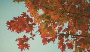 Preview wallpaper maple, leaves, autumn, red, branches