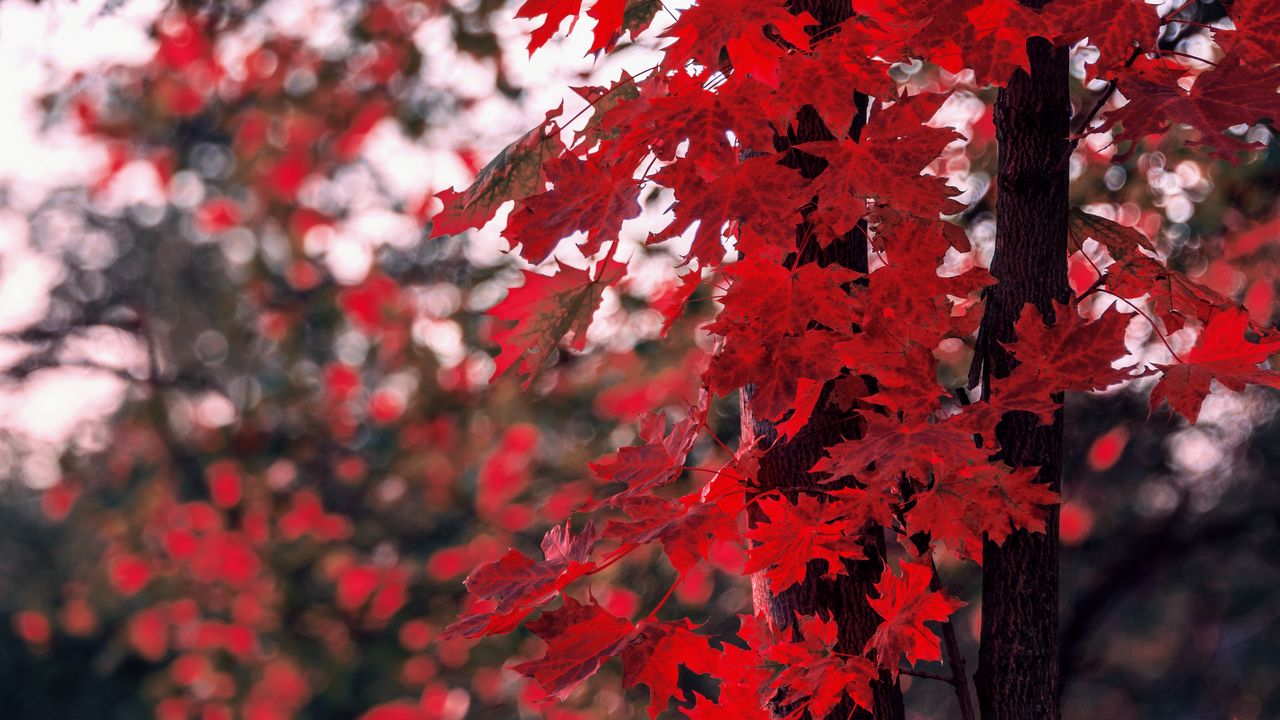 Wallpaper maple, leaves, autumn, tree, branches, blur