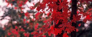 Preview wallpaper maple, leaves, autumn, tree, branches, blur