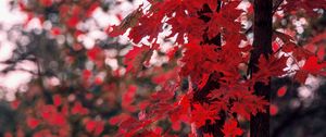 Preview wallpaper maple, leaves, autumn, tree, branches, blur