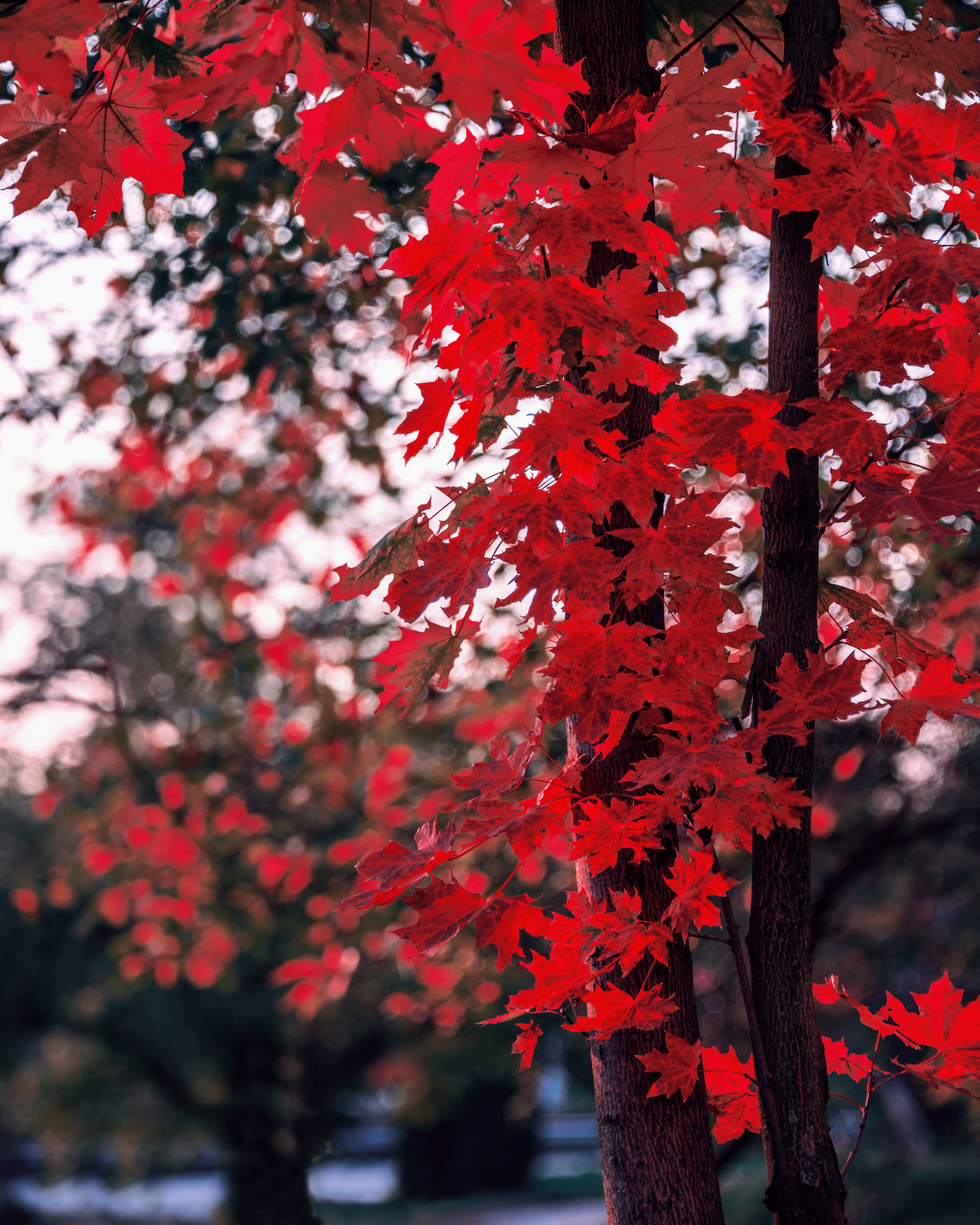 Download wallpaper 4016x5020 maple, leaves, autumn, tree, branches, blur hd  background