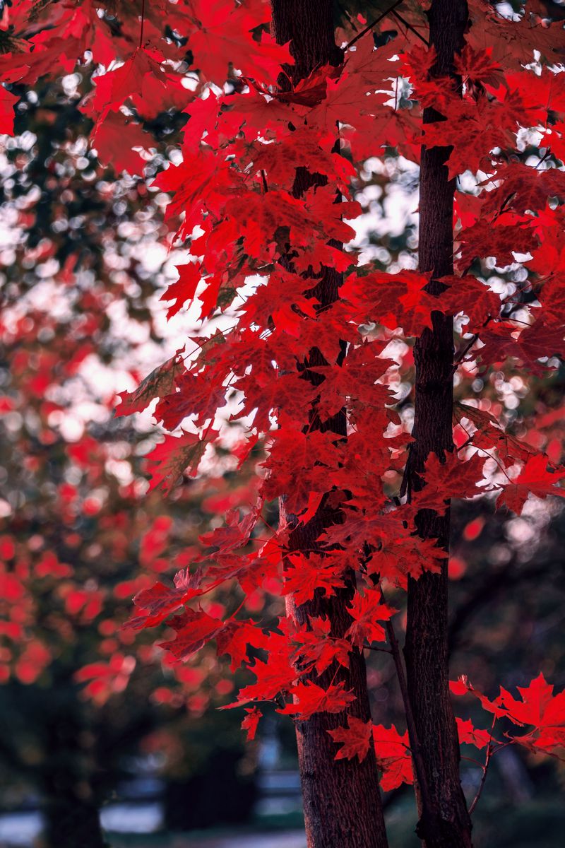 Red Maple Leaves  Tree wallpaper backgrounds, Iphone wallpaper fall leaves,  Tree wallpaper