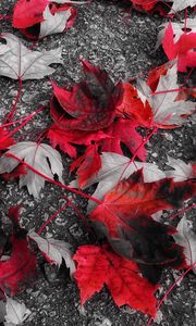 Preview wallpaper maple, leaves, autumn, foliage, fallen