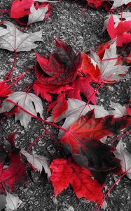 Preview wallpaper maple, leaves, autumn, foliage, fallen