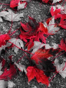 Preview wallpaper maple, leaves, autumn, foliage, fallen