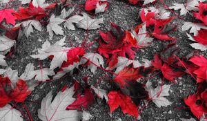 Preview wallpaper maple, leaves, autumn, foliage, fallen