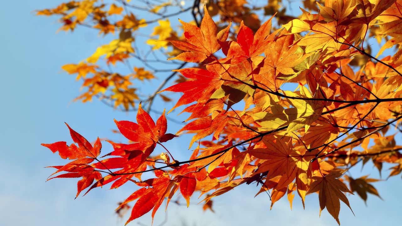 Wallpaper maple, leaves, autumn, sky