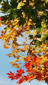 Preview wallpaper maple, leaves, autumn, sky