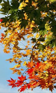 Preview wallpaper maple, leaves, autumn, sky