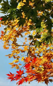 Preview wallpaper maple, leaves, autumn, sky