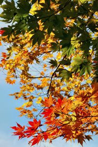 Preview wallpaper maple, leaves, autumn, sky