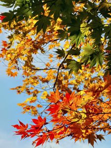 Preview wallpaper maple, leaves, autumn, sky