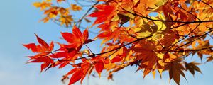 Preview wallpaper maple, leaves, autumn, sky