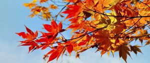 Preview wallpaper maple, leaves, autumn, sky