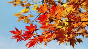 Preview wallpaper maple, leaves, autumn, sky