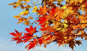 Preview wallpaper maple, leaves, autumn, sky