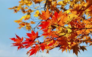 Preview wallpaper maple, leaves, autumn, sky