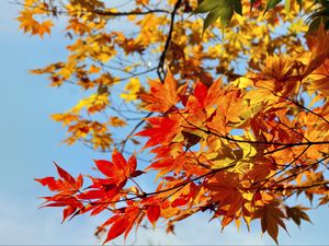 Preview wallpaper maple, leaves, autumn, sky