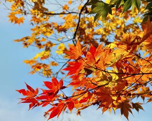 Preview wallpaper maple, leaves, autumn, sky