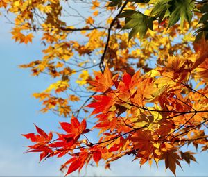 Preview wallpaper maple, leaves, autumn, sky