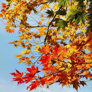 Preview wallpaper maple, leaves, autumn, sky