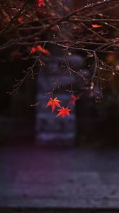 Preview wallpaper maple, leaves, autumn, maple leaves, blur